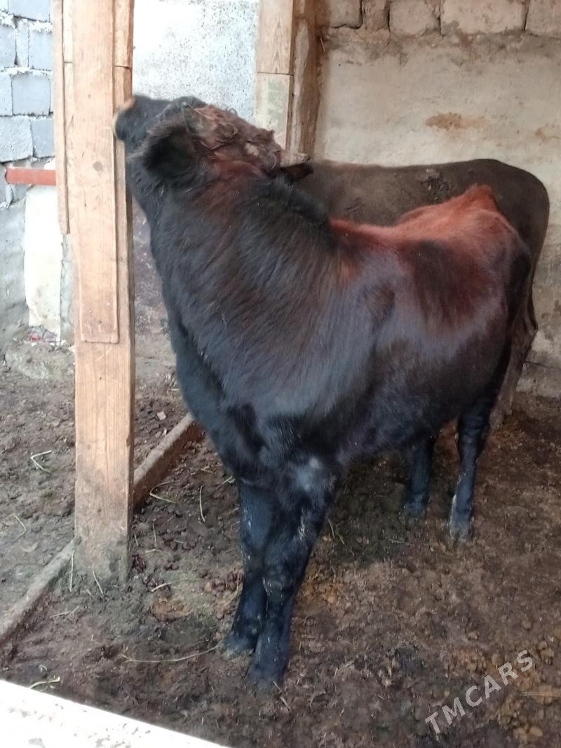 Okuz - Aşgabat - img 5