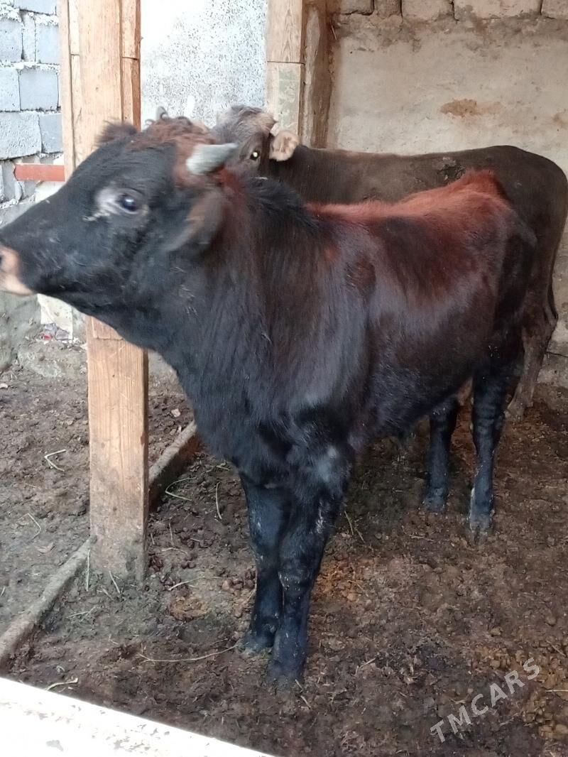 Okuz - Aşgabat - img 3