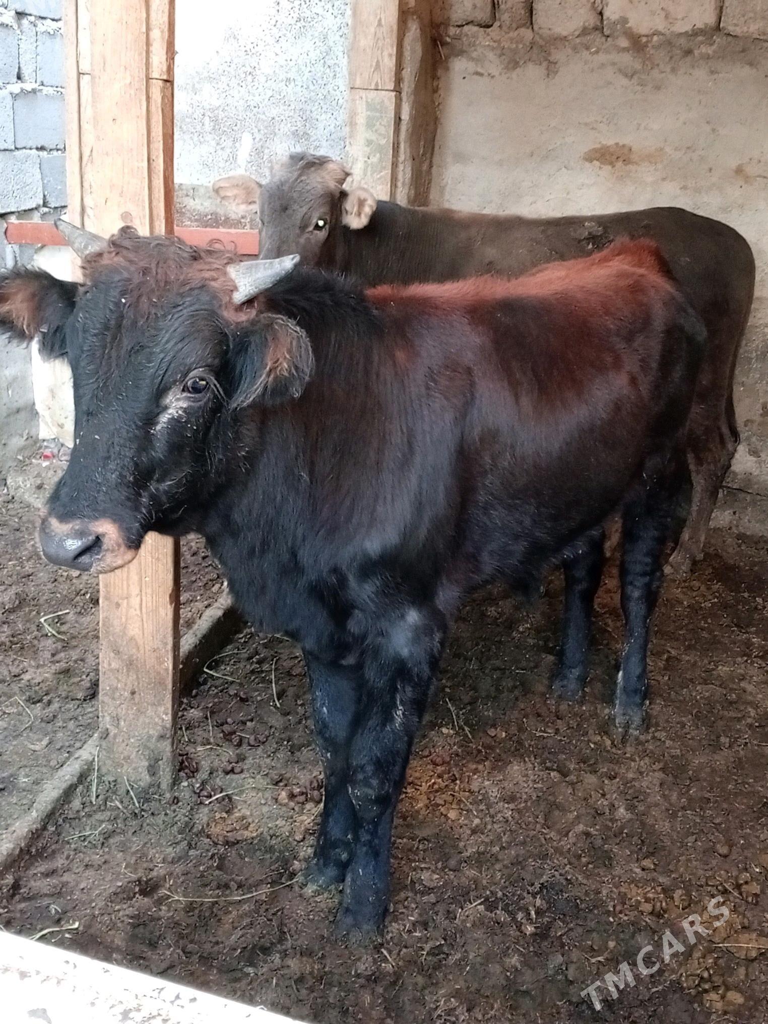 Okuz - Aşgabat - img 4