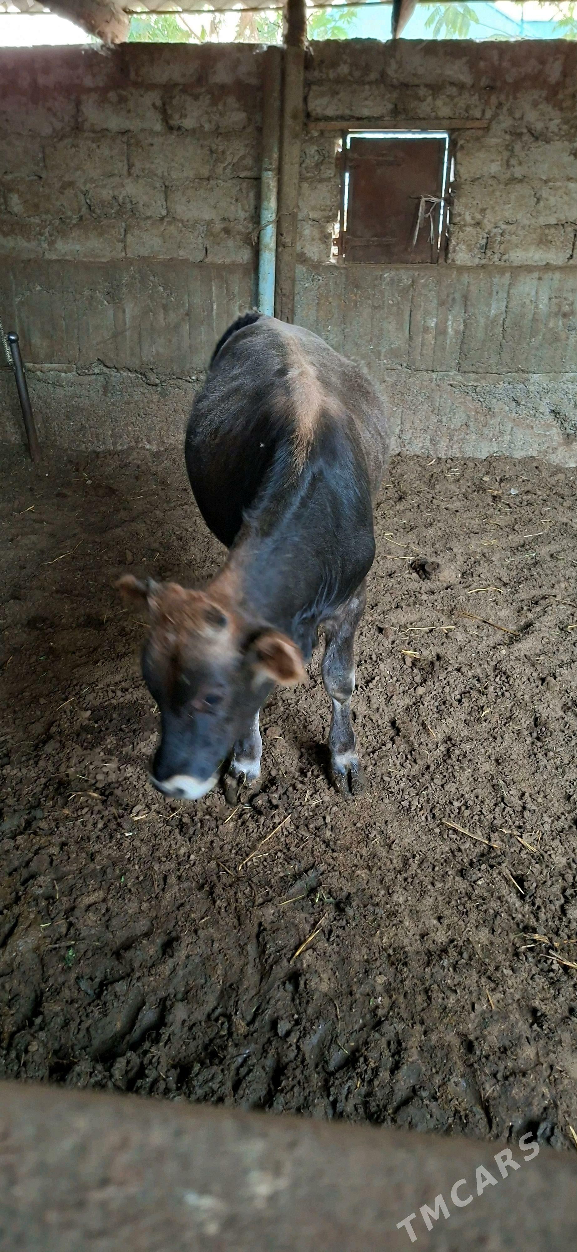 Öküz - Büzmeýin - img 2