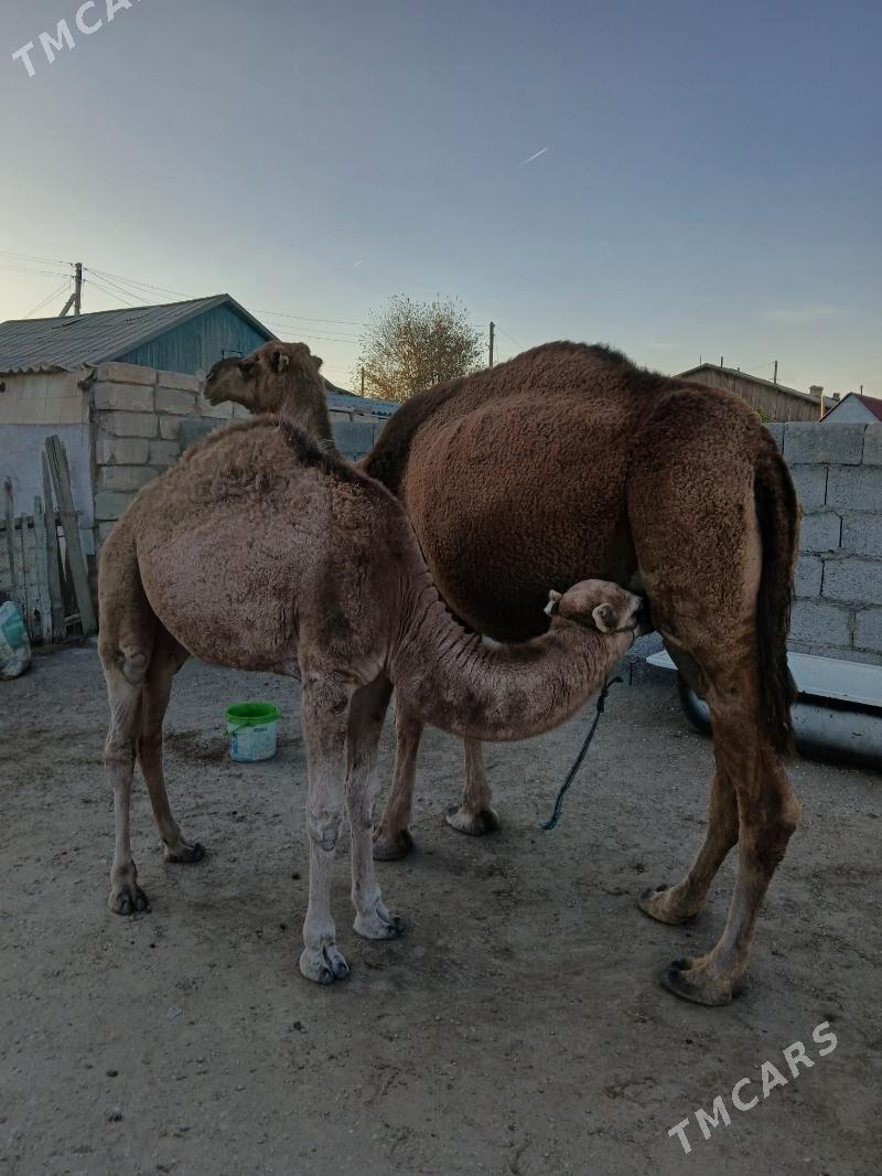 Torumly düÿe - Балканабат - img 3