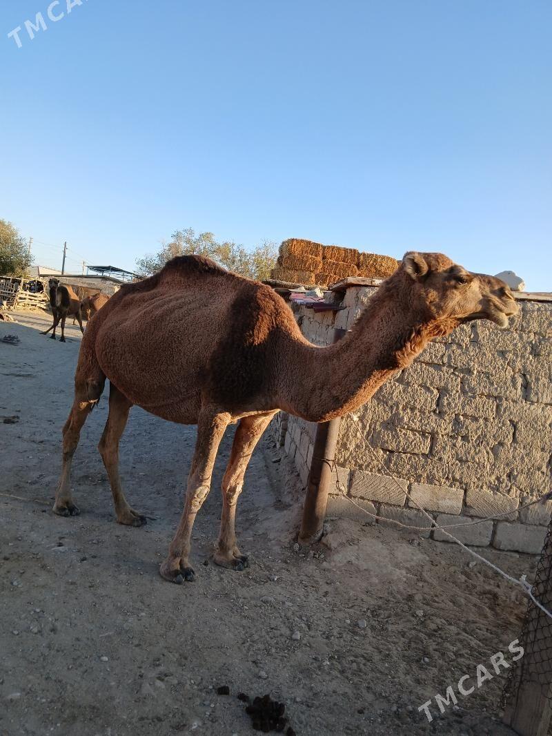 Torumly düÿe - Балканабат - img 1