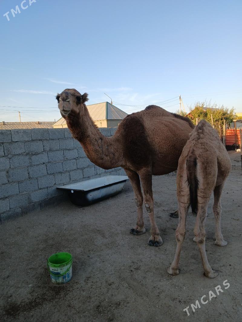 Torumly düÿe - Балканабат - img 2