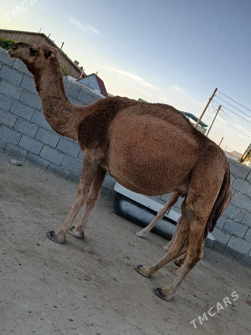 Torumly düÿe - Балканабат - img 4