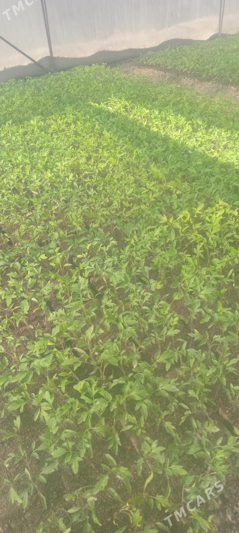 pomidor nahal - Туркменабат - img 3