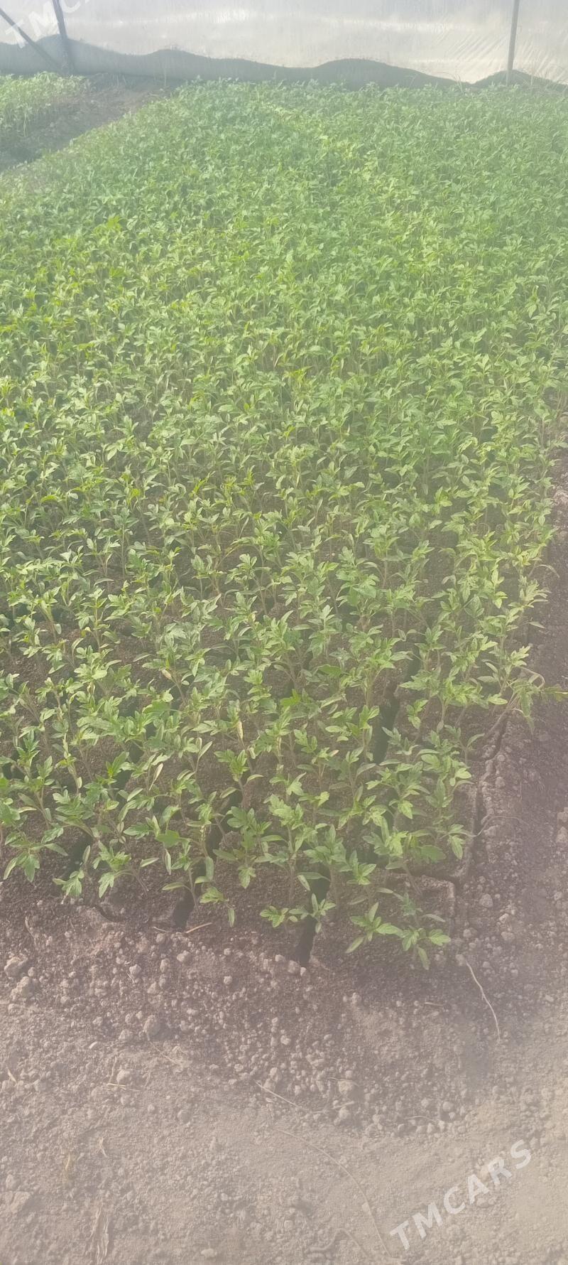 pomidor nahal - Туркменабат - img 1