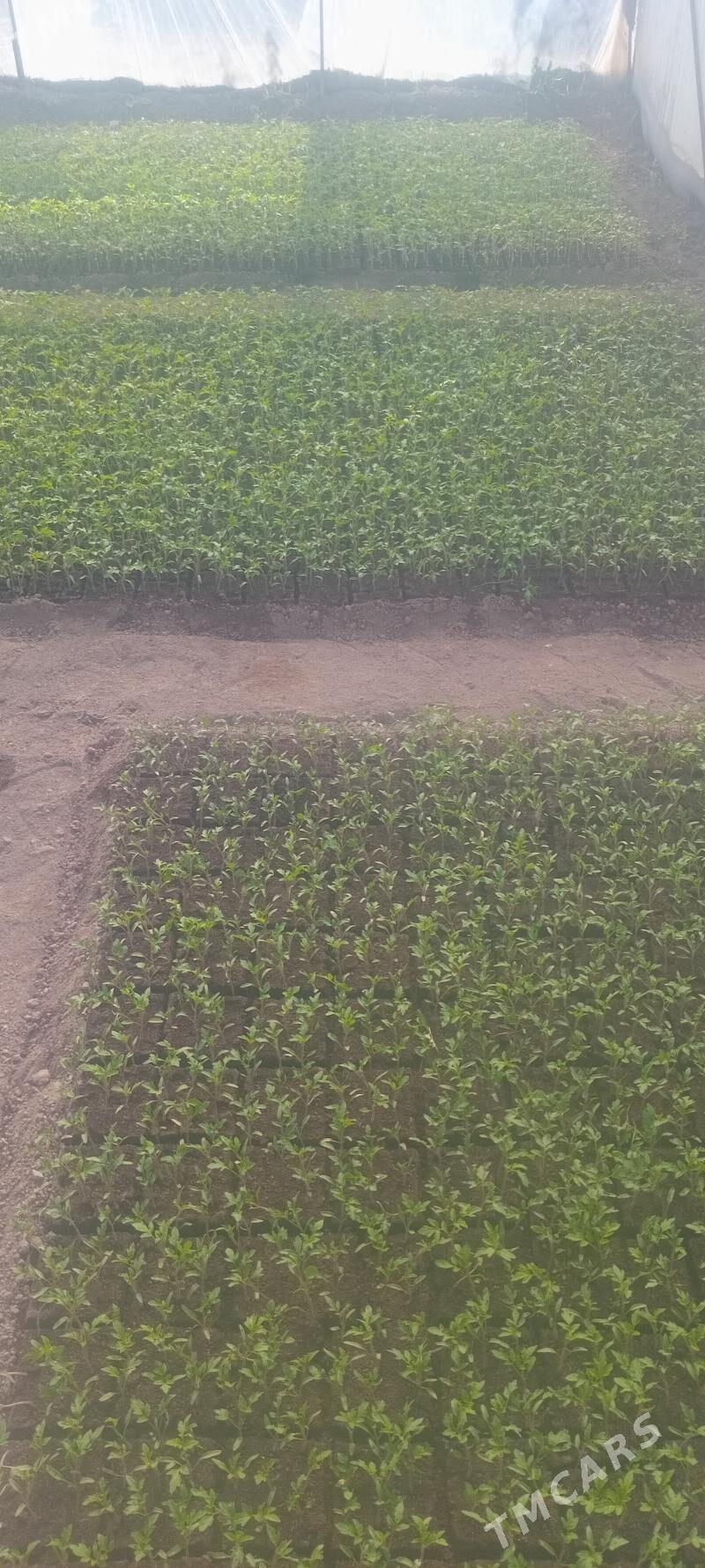 pomidor nahal - Туркменабат - img 2