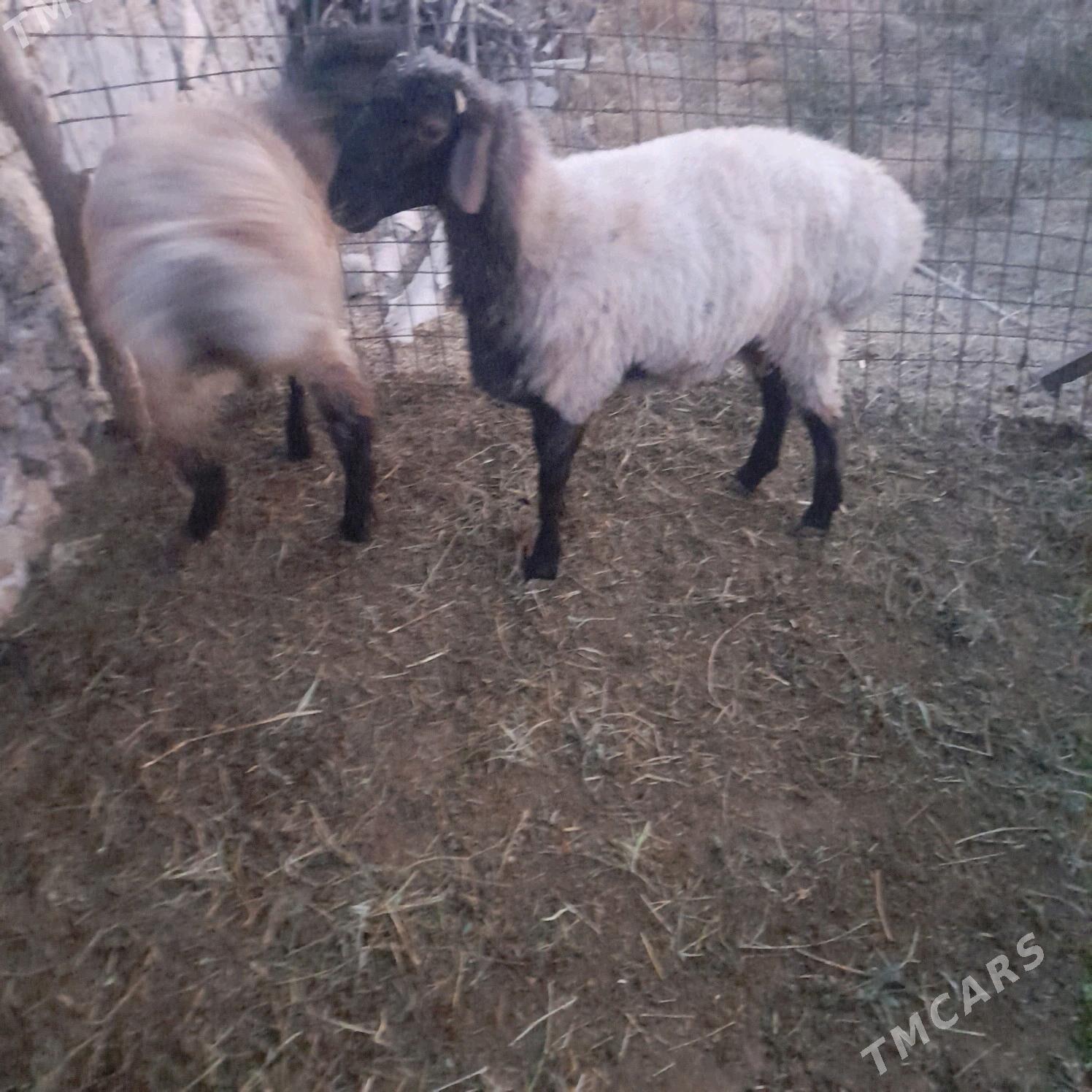 bakilan tokli - Бахарден - img 1