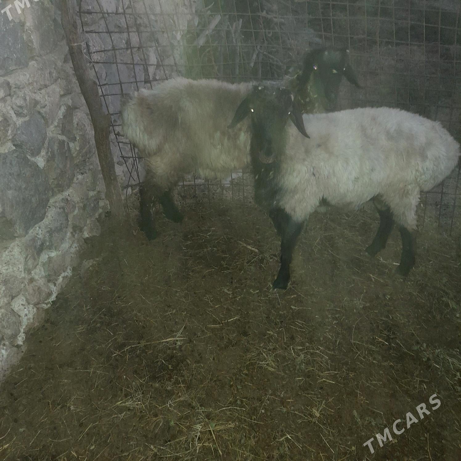 bakilan tokli - Бахарден - img 2