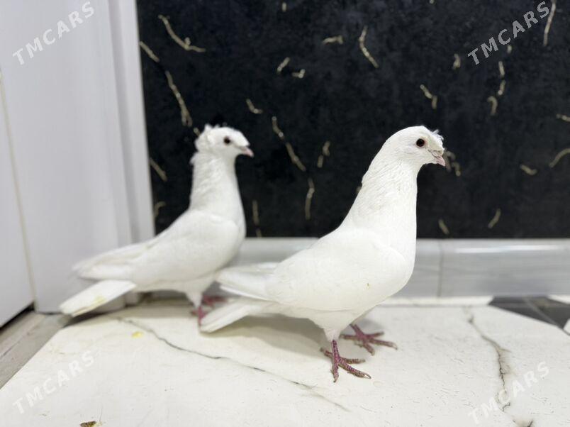 кердер - Aşgabat - img 2