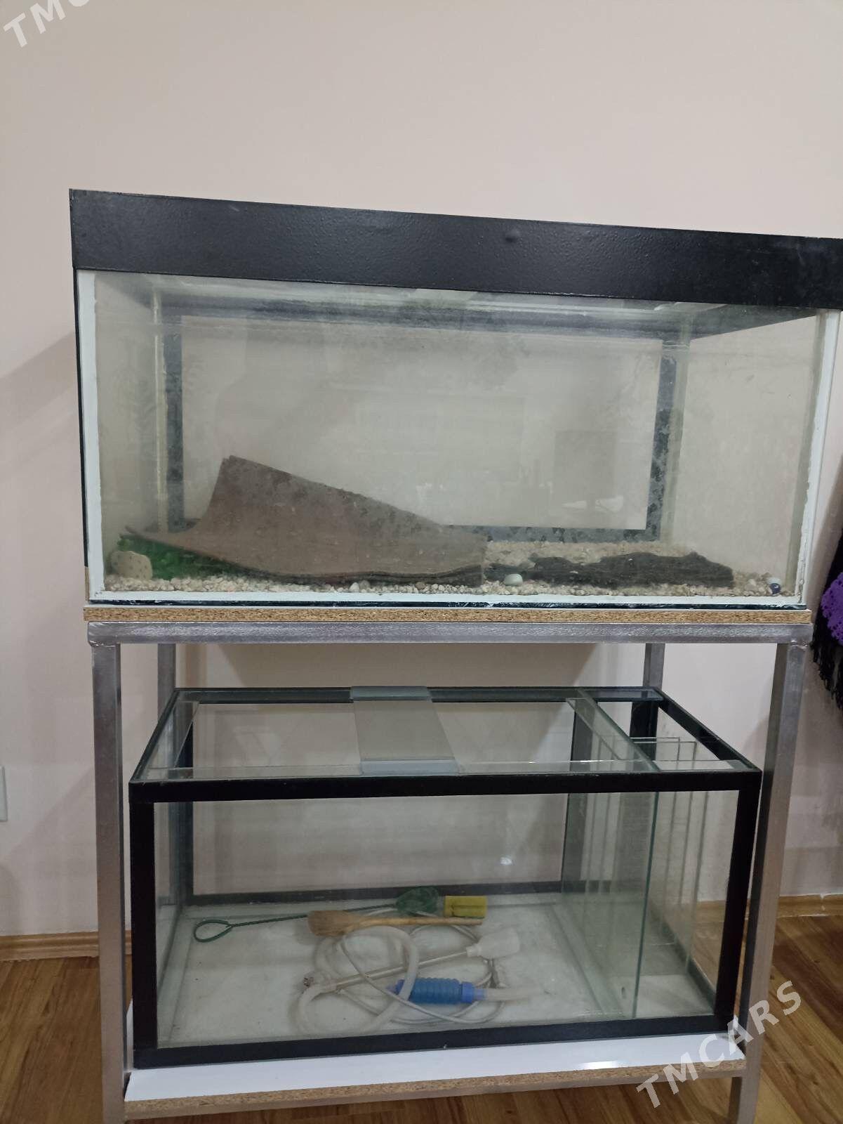 аквариум 2 этах - Türkmenabat - img 2