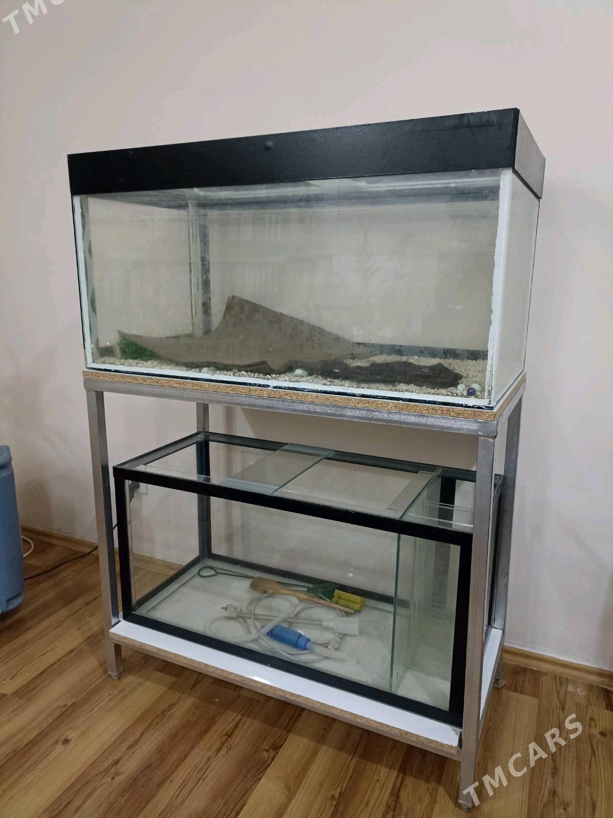 аквариум 2 этах - Türkmenabat - img 1