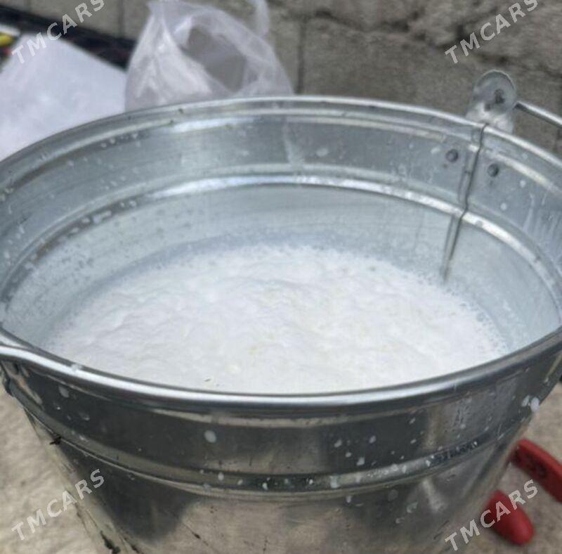 Göleli süytli sygyr - Çoganly - img 3