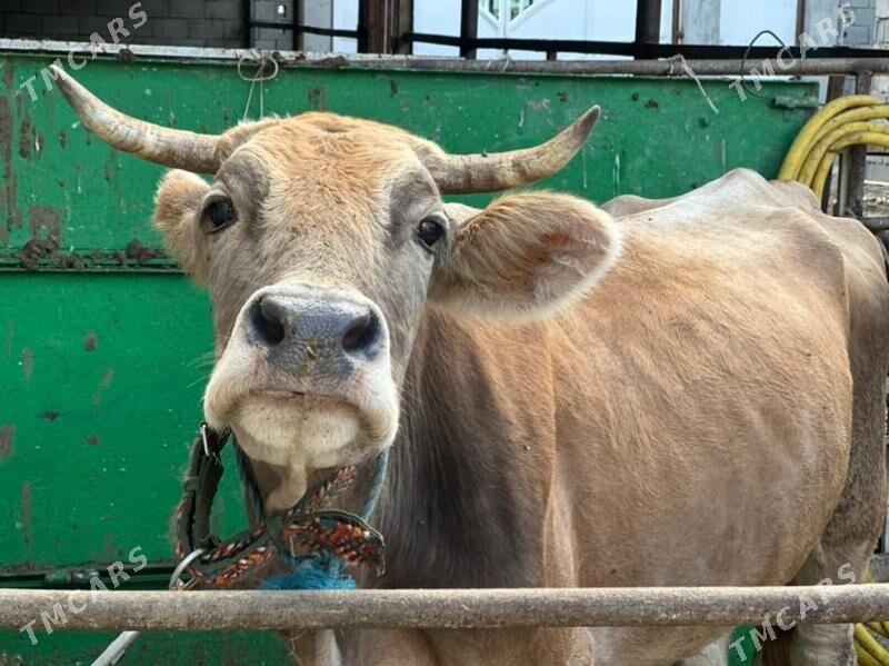 Göleli süytli sygyr - Çoganly - img 1