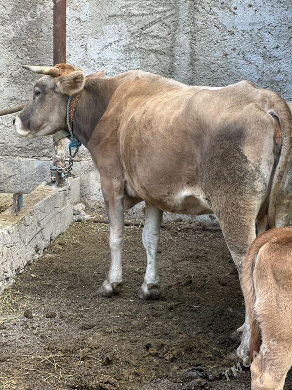 Göleli süytli sygyr - Çoganly - img 5