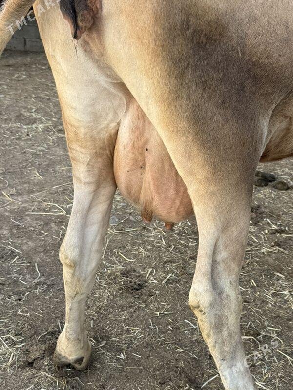 Göleli süytli sygyr - Çoganly - img 2