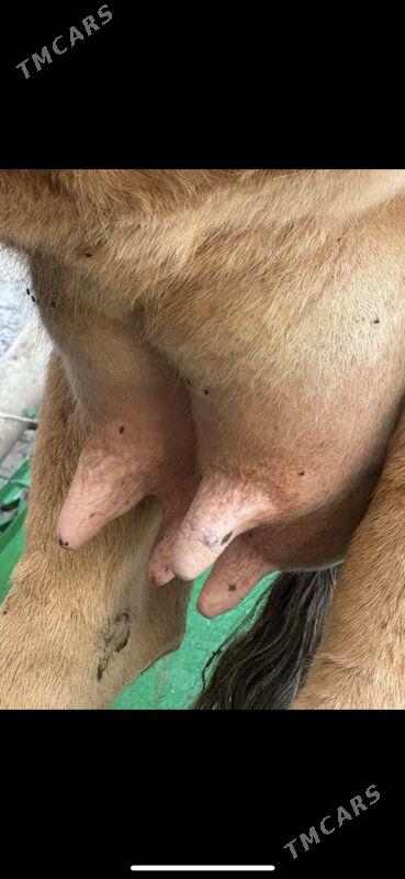 SÜYTLİ GÖLELİ SYGYR - Çoganly - img 3