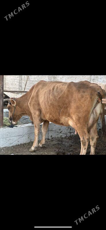 SÜYTLİ GÖLELİ SYGYR - Çoganly - img 1