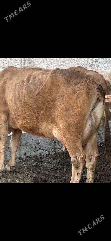 SÜYTLİ GÖLELİ SYGYR - Çoganly - img 4