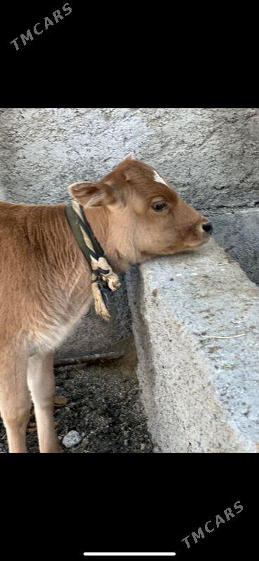 SÜYTLİ GÖLELİ SYGYR - Çoganly - img 2