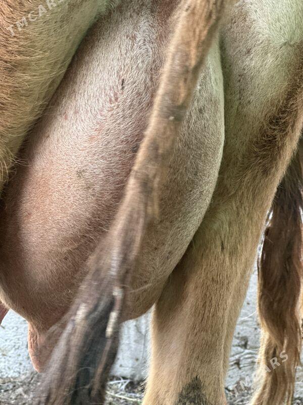 SÜYTLİ GÖLELİ SYGYR - Çoganly - img 5