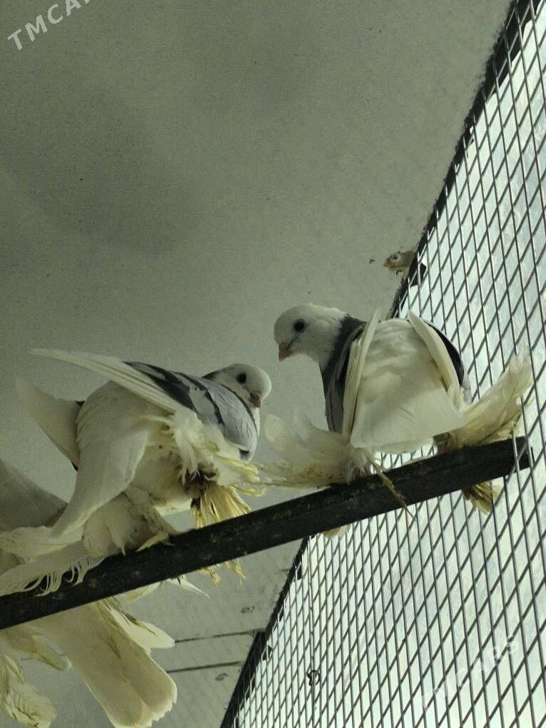 kepderi balakly - Aşgabat - img 5