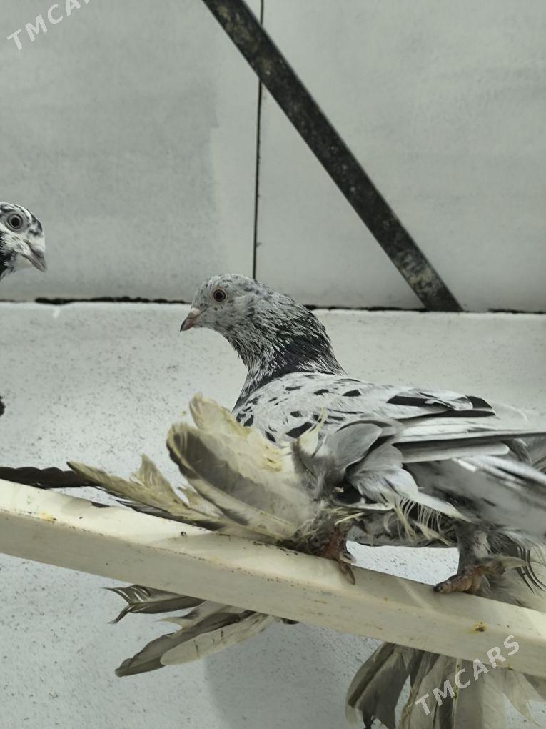 kepderi balakly - Aşgabat - img 2