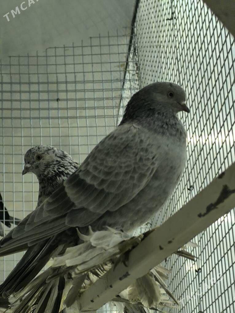 kepderi balakly - Aşgabat - img 4