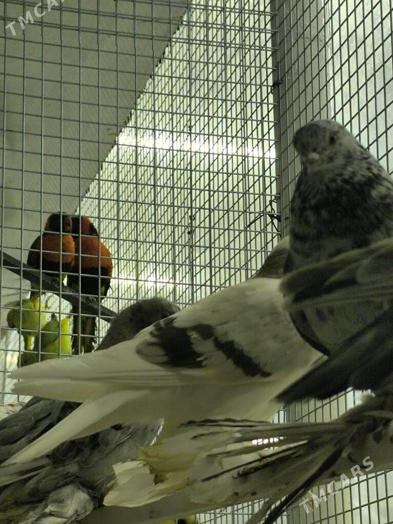 kepderi balakly - Aşgabat - img 6