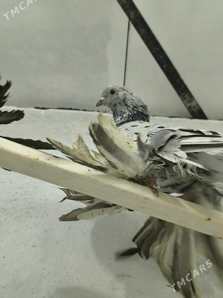 kepderi balakly - Aşgabat - img 3