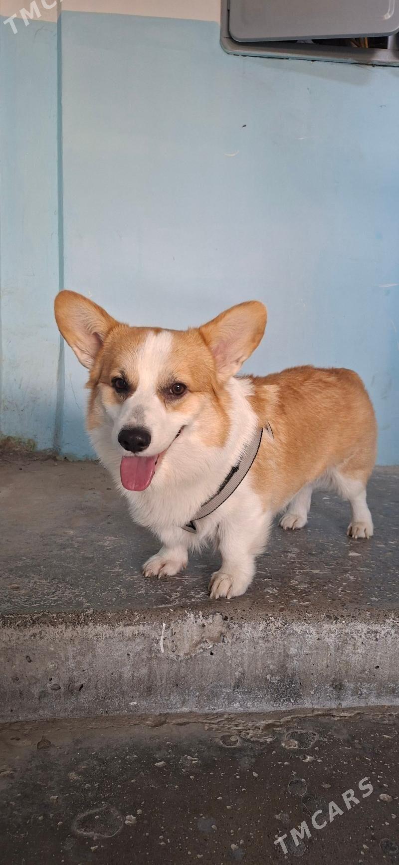 Собака Корги - Aşgabat - img 2