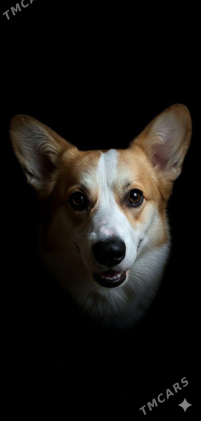 Собака Корги - Aşgabat - img 3