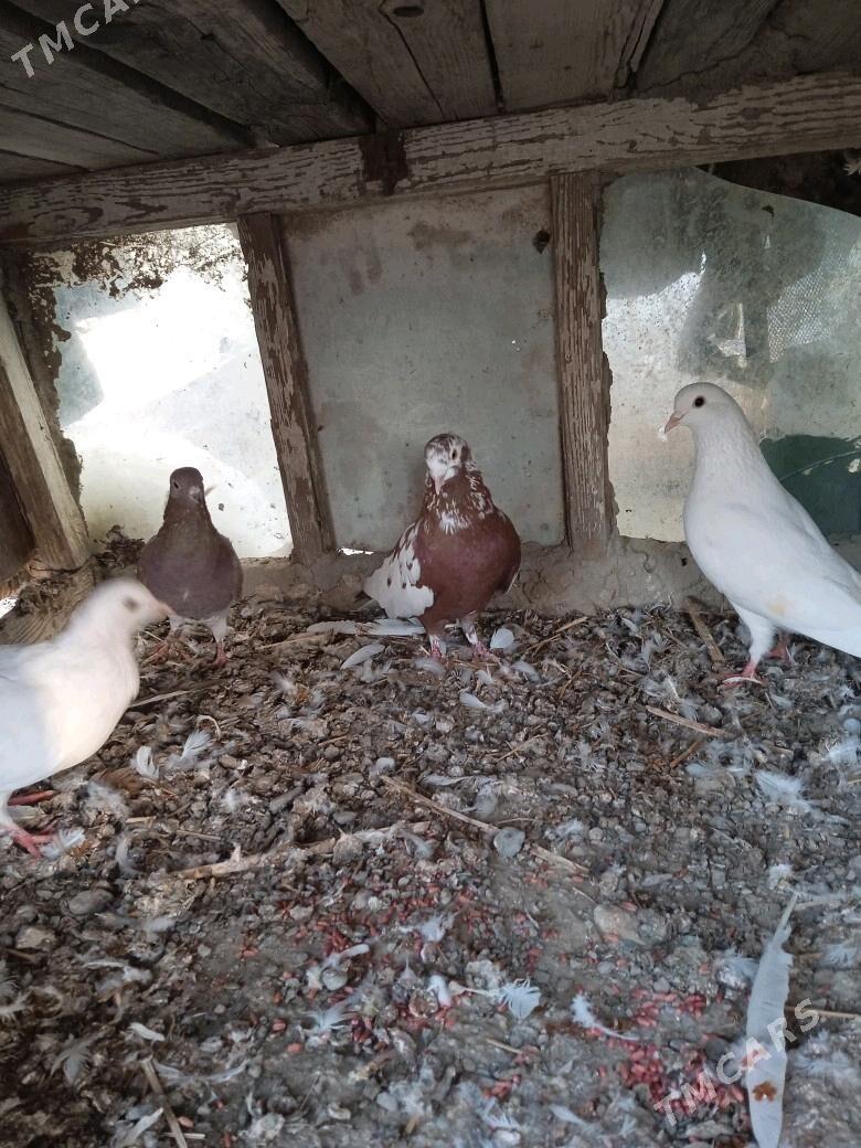 kepderi - Bäherden - img 2