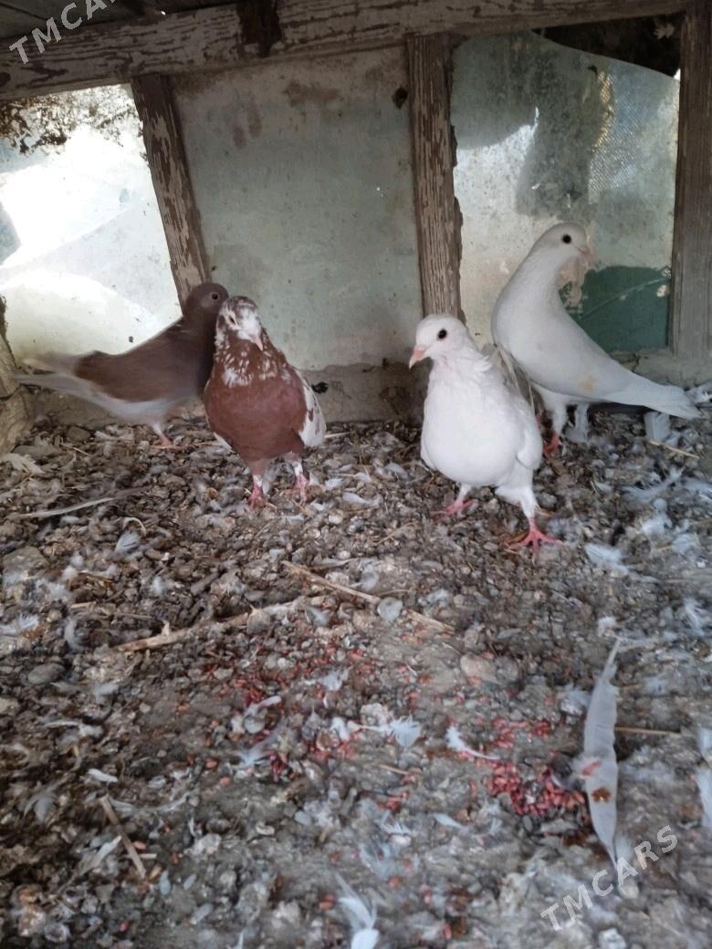 kepderi - Bäherden - img 3