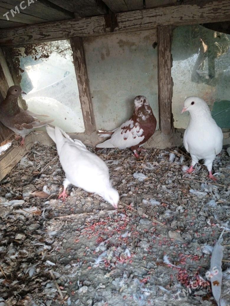 kepderi - Bäherden - img 4