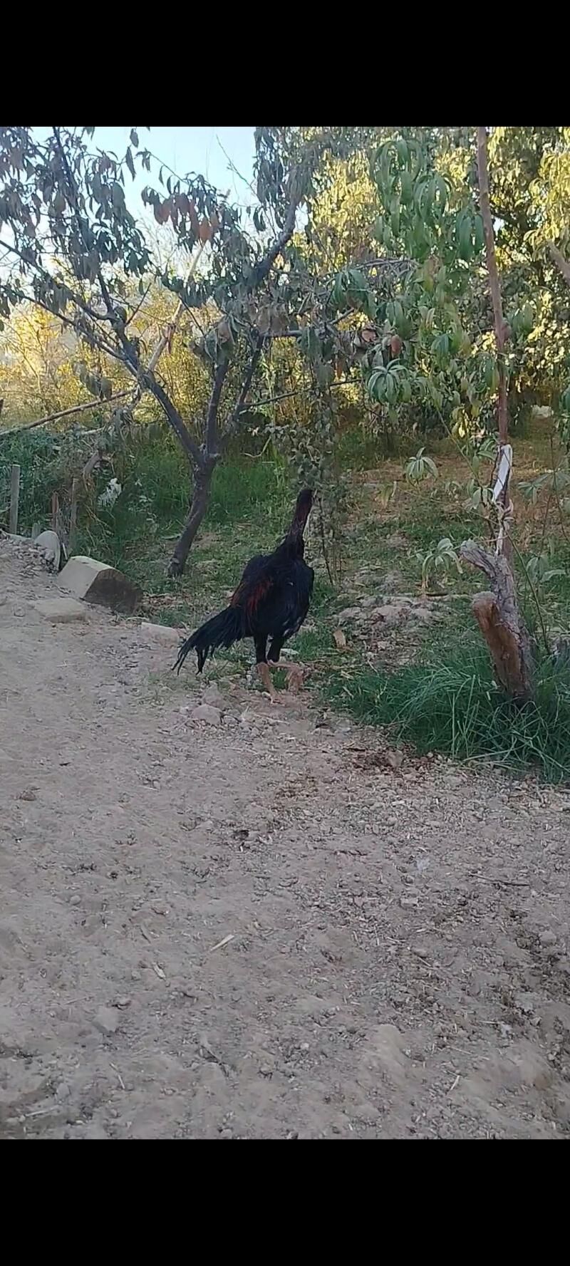 horaz - Murgap - img 5