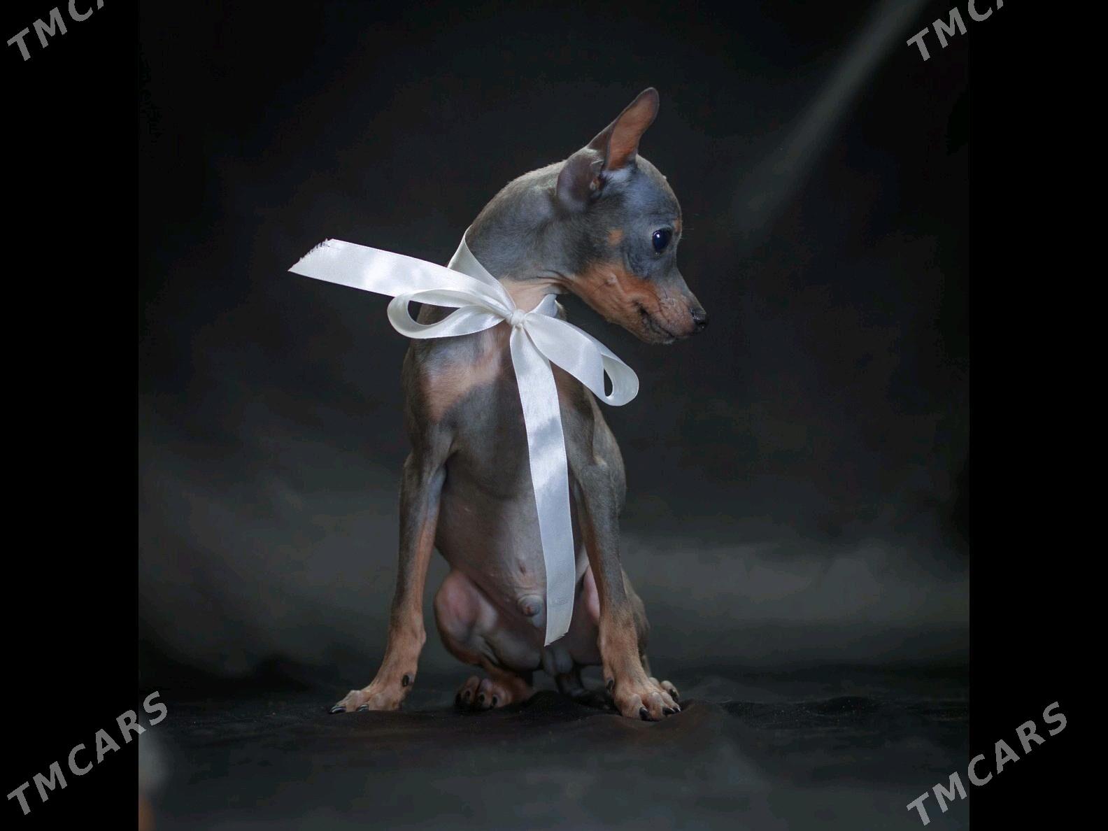 щенок Русского Тоя - Aşgabat - img 6