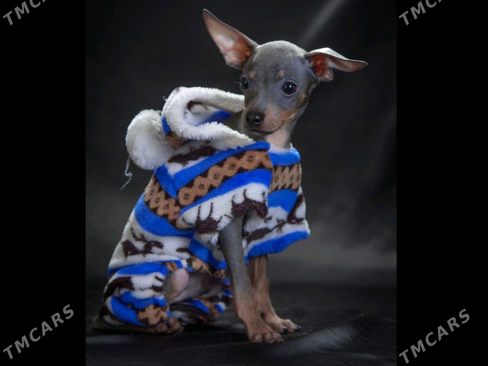 щенок Русского Тоя - Aşgabat - img 5