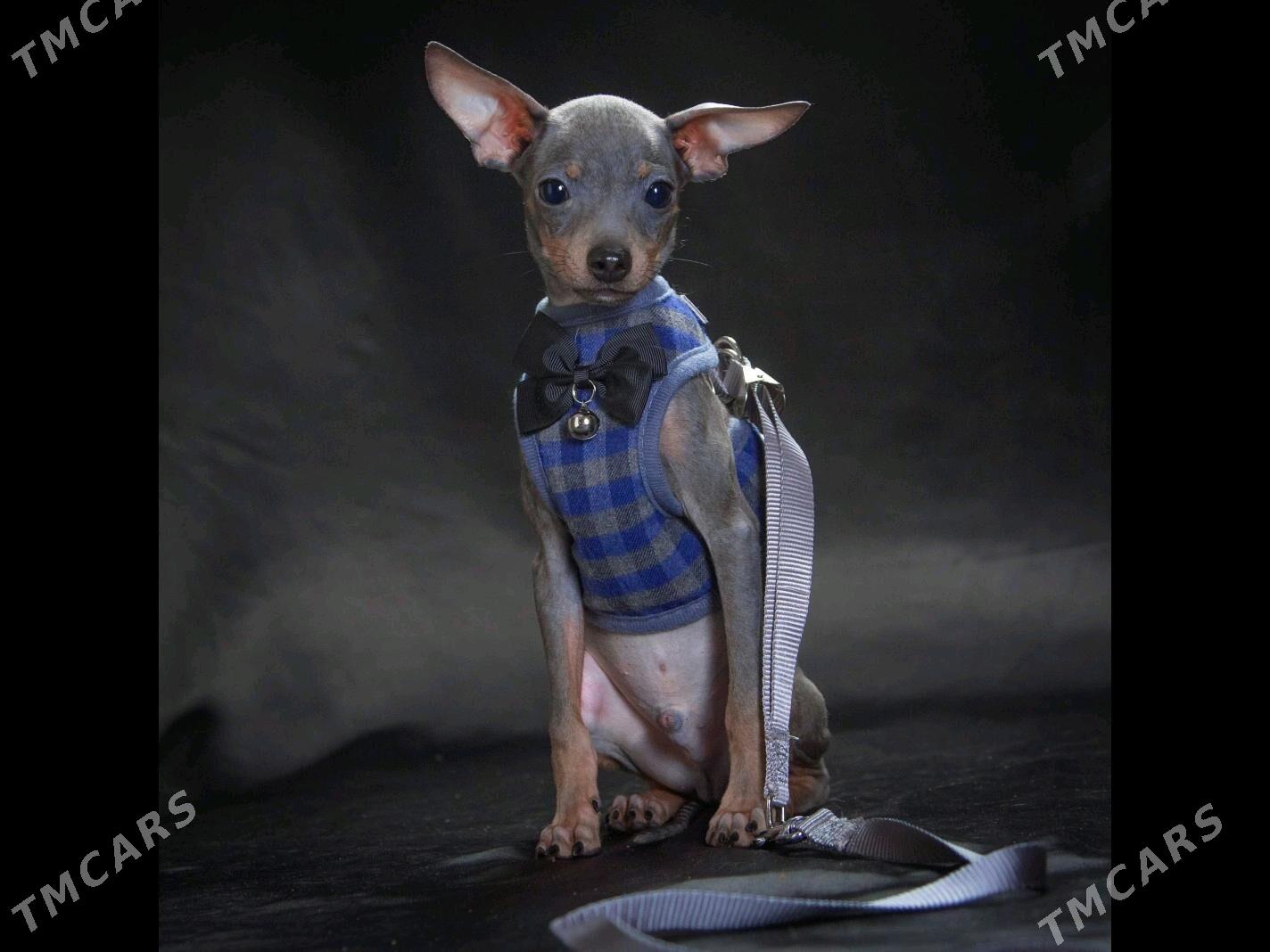 щенок Русского Тоя - Aşgabat - img 3