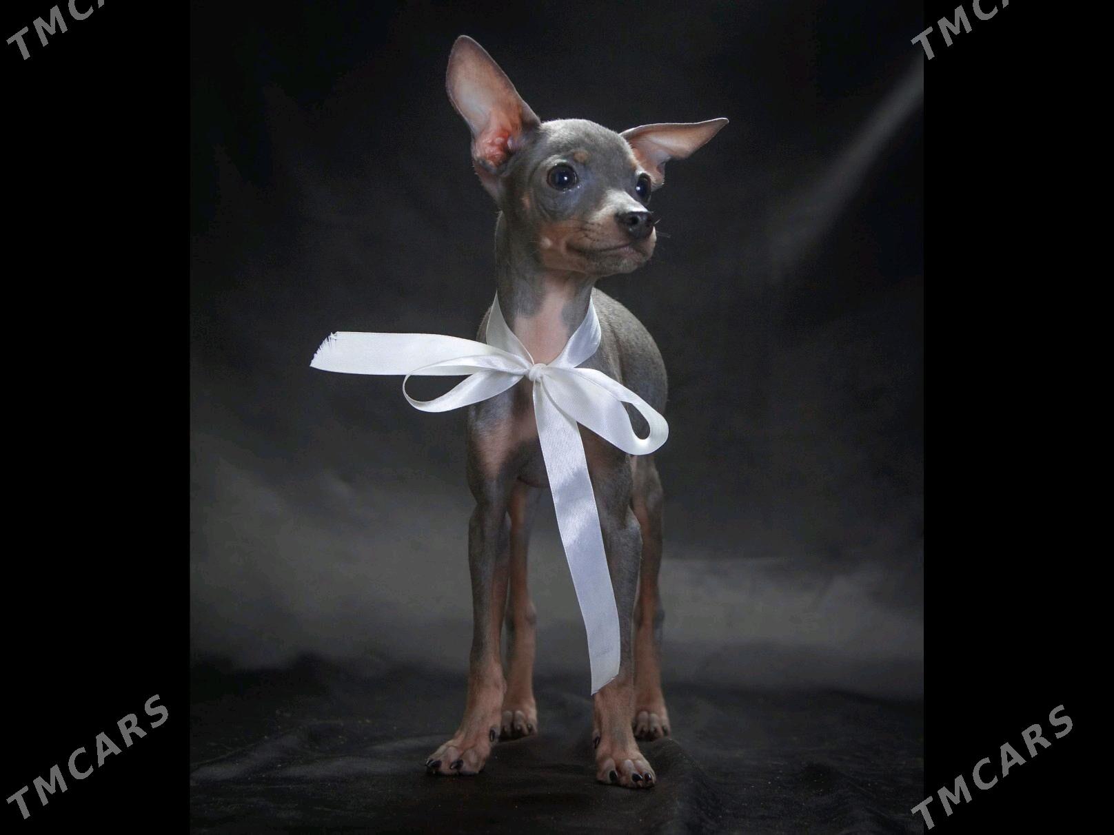 щенок Русского Тоя - Aşgabat - img 4