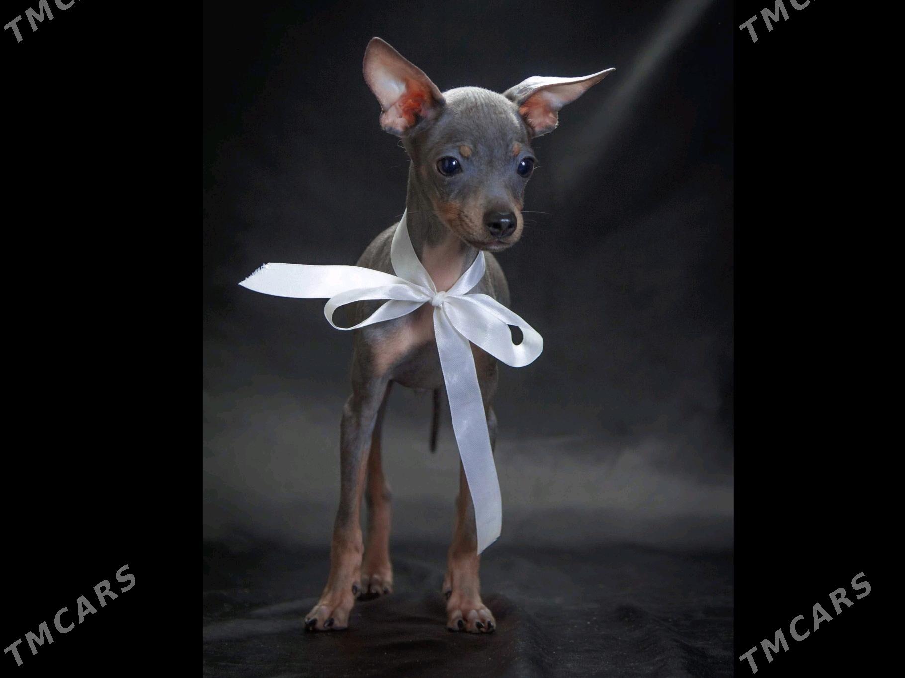 щенок Русского Тоя - Aşgabat - img 7