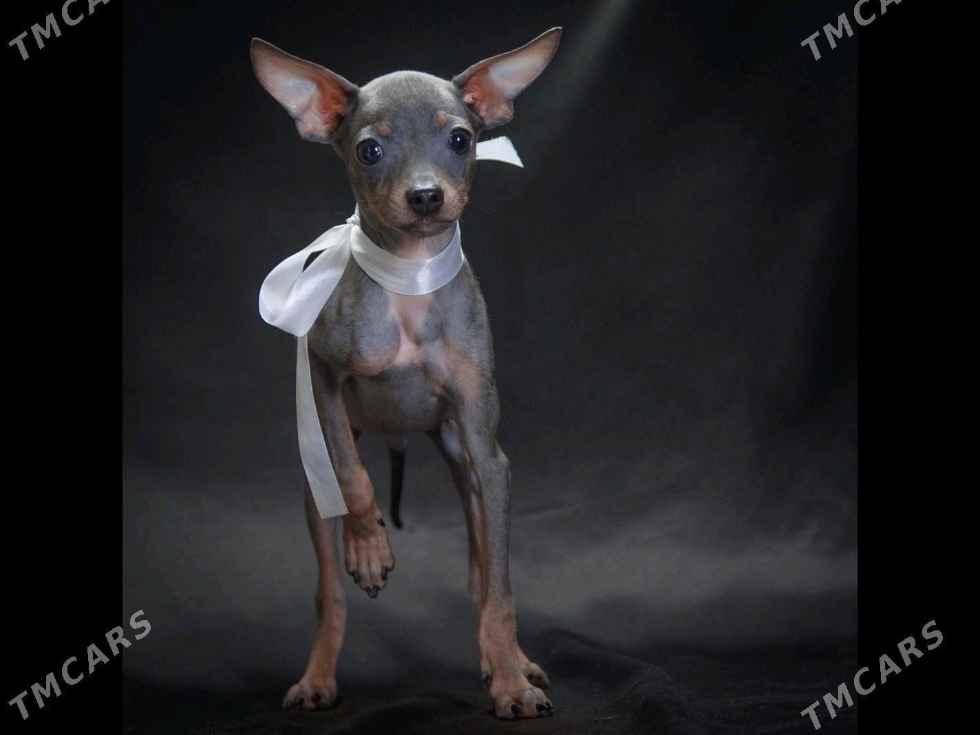 щенок Русского Тоя - Aşgabat - img 9