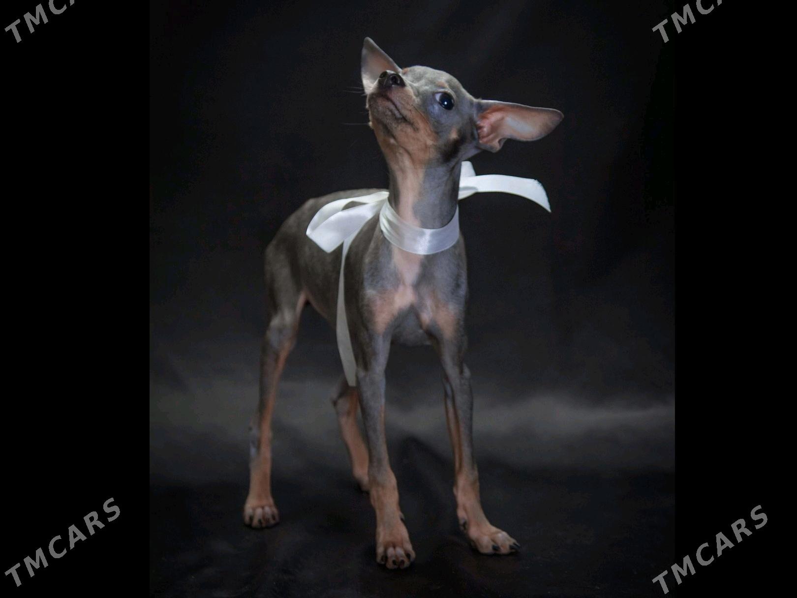 щенок Русского Тоя - Aşgabat - img 8