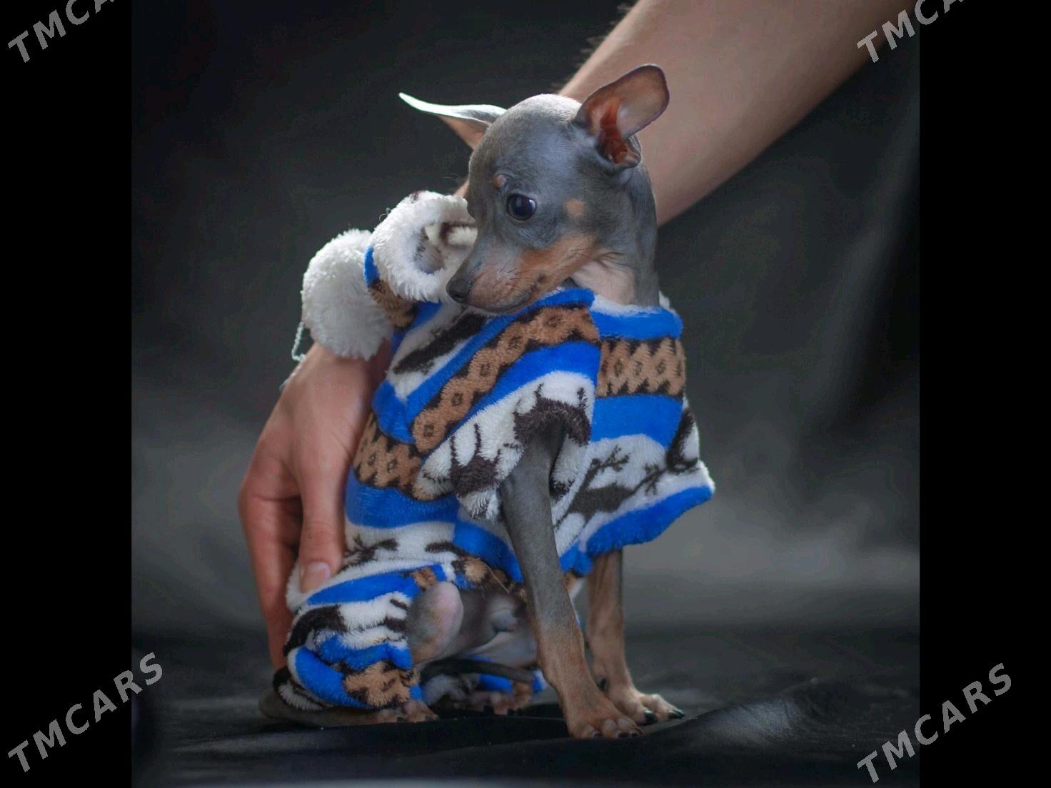 щенок Русского Тоя - Aşgabat - img 2