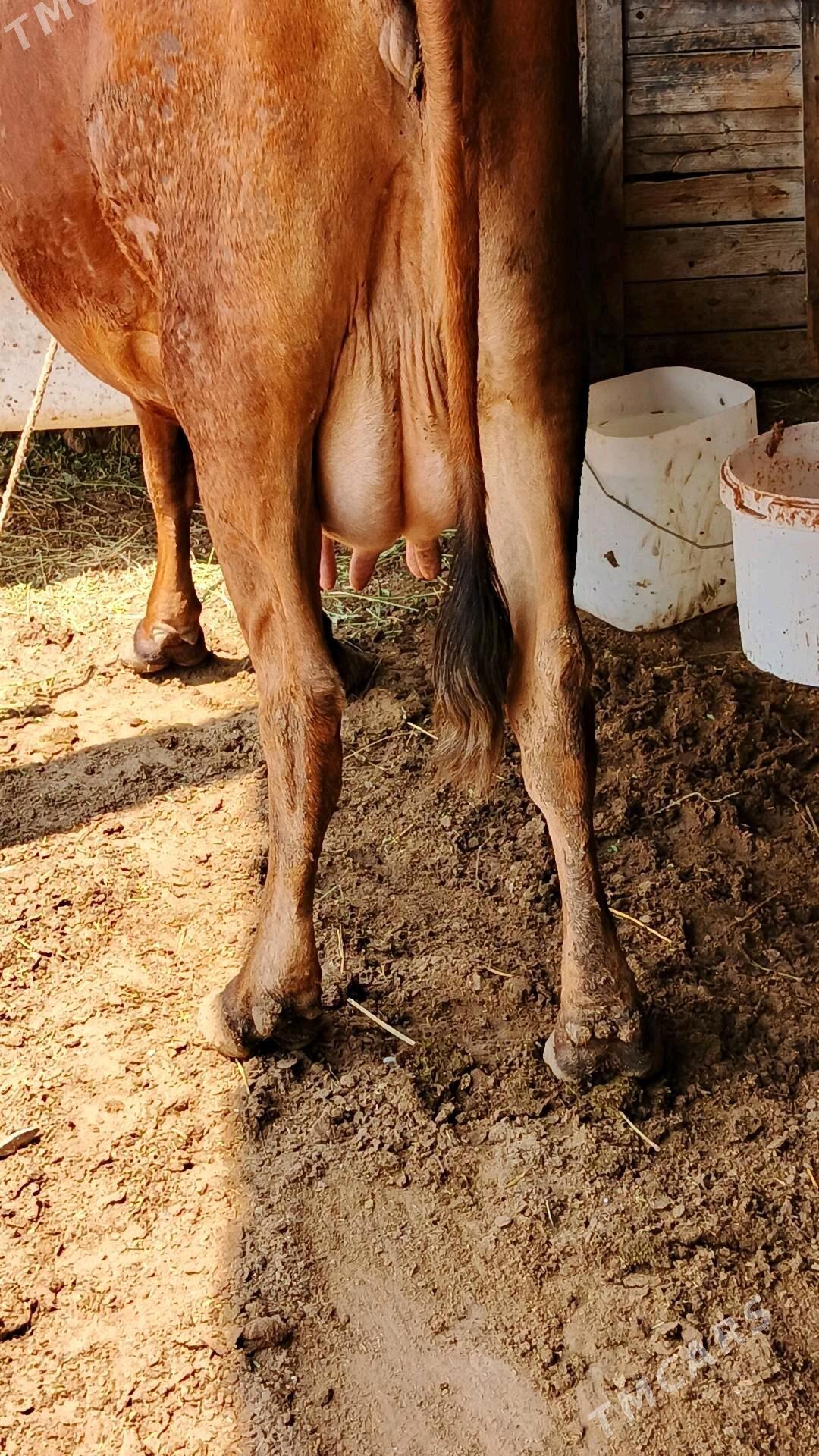 Sygyr - Gökdepe - img 2