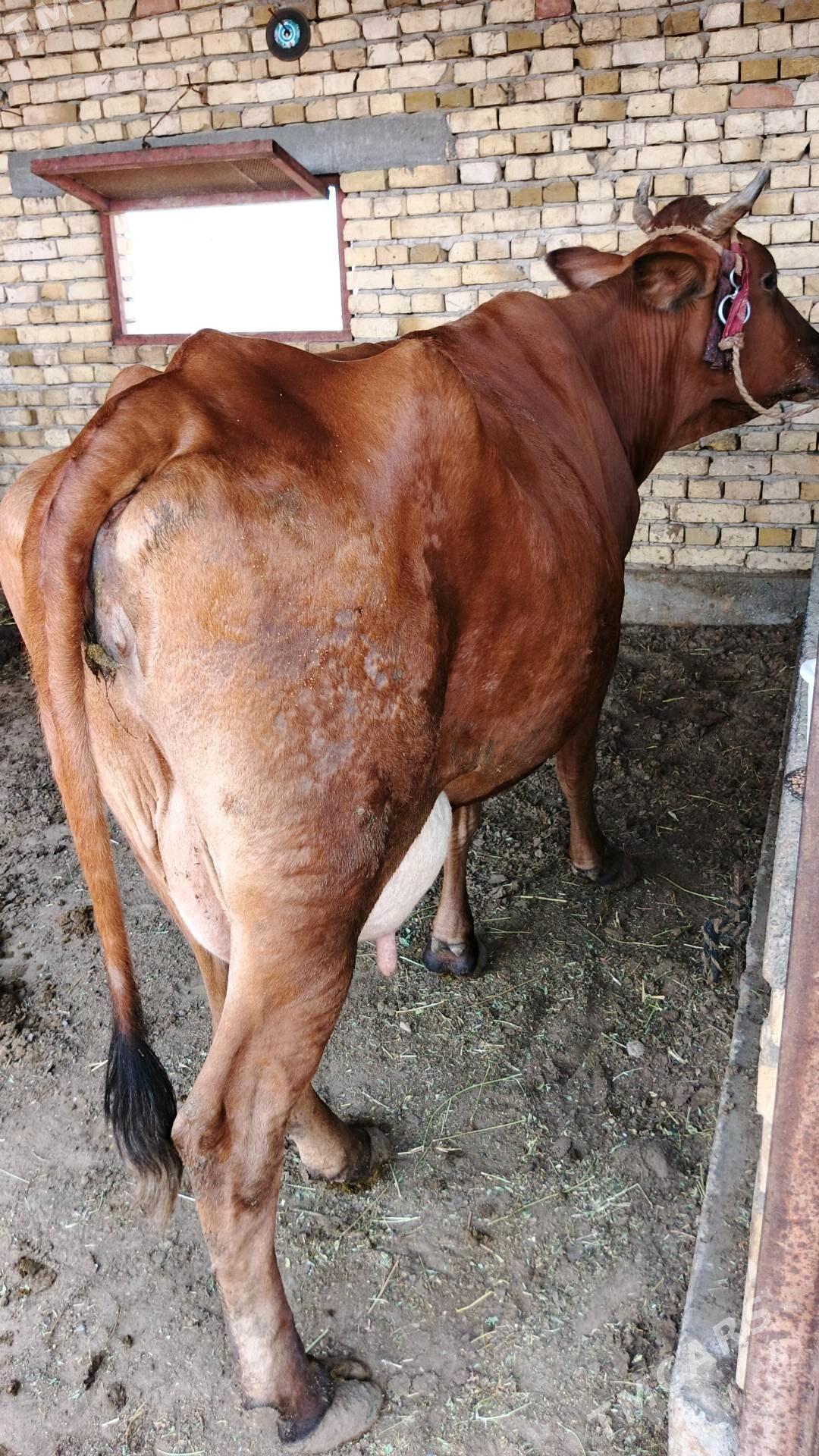 Sygyr - Gökdepe - img 1