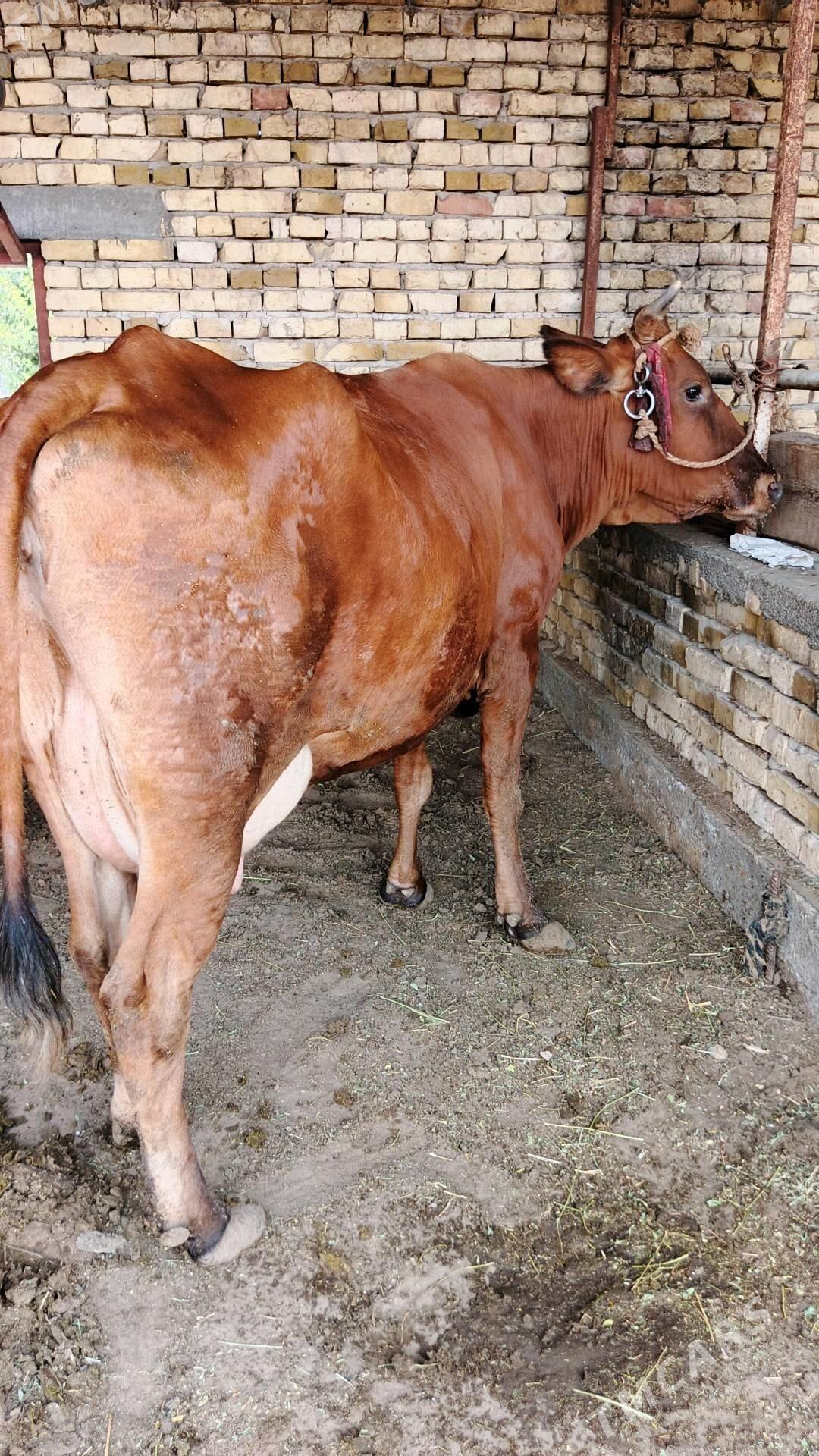 Sygyr - Gökdepe - img 4