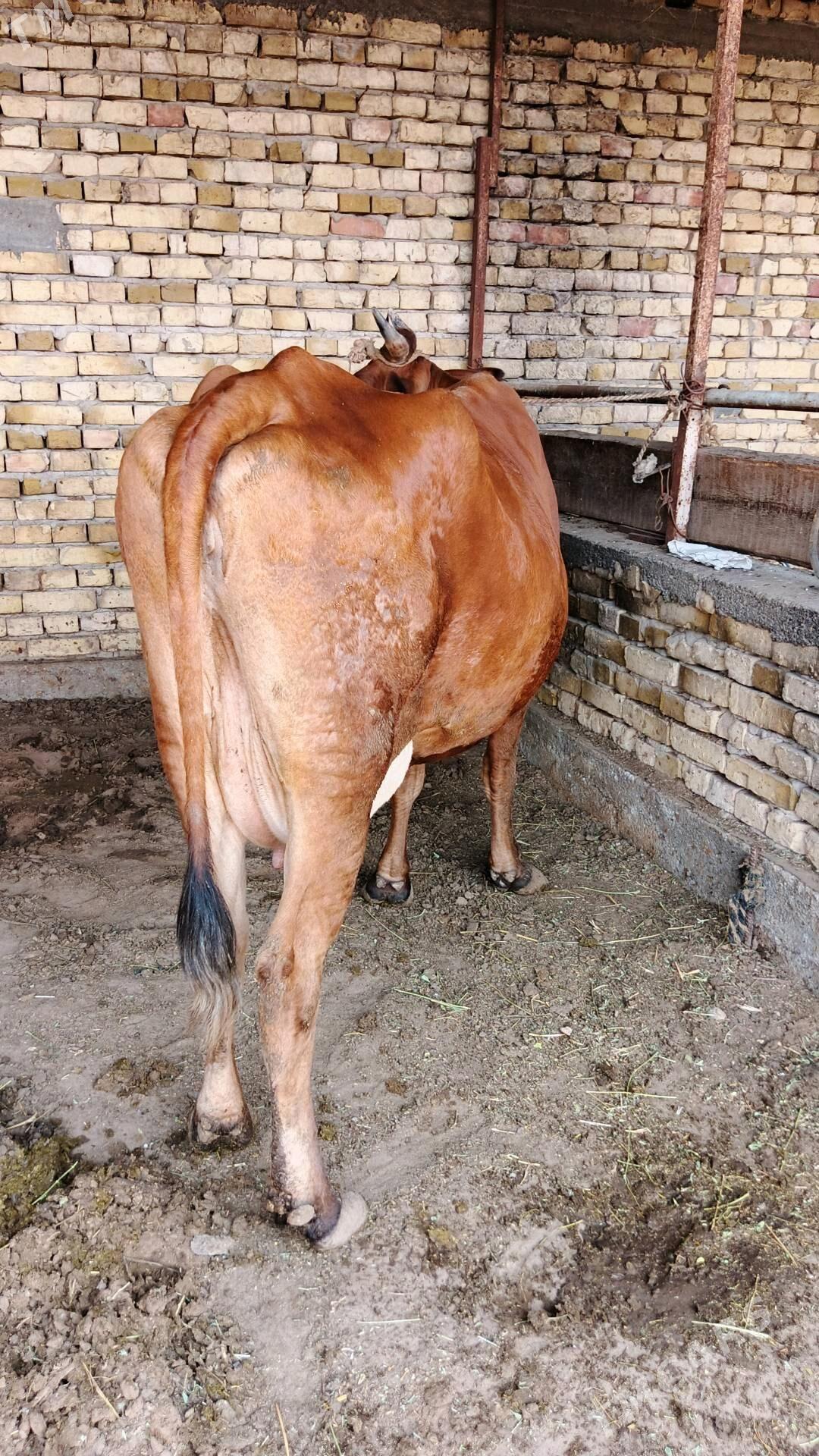 Sygyr - Gökdepe - img 3