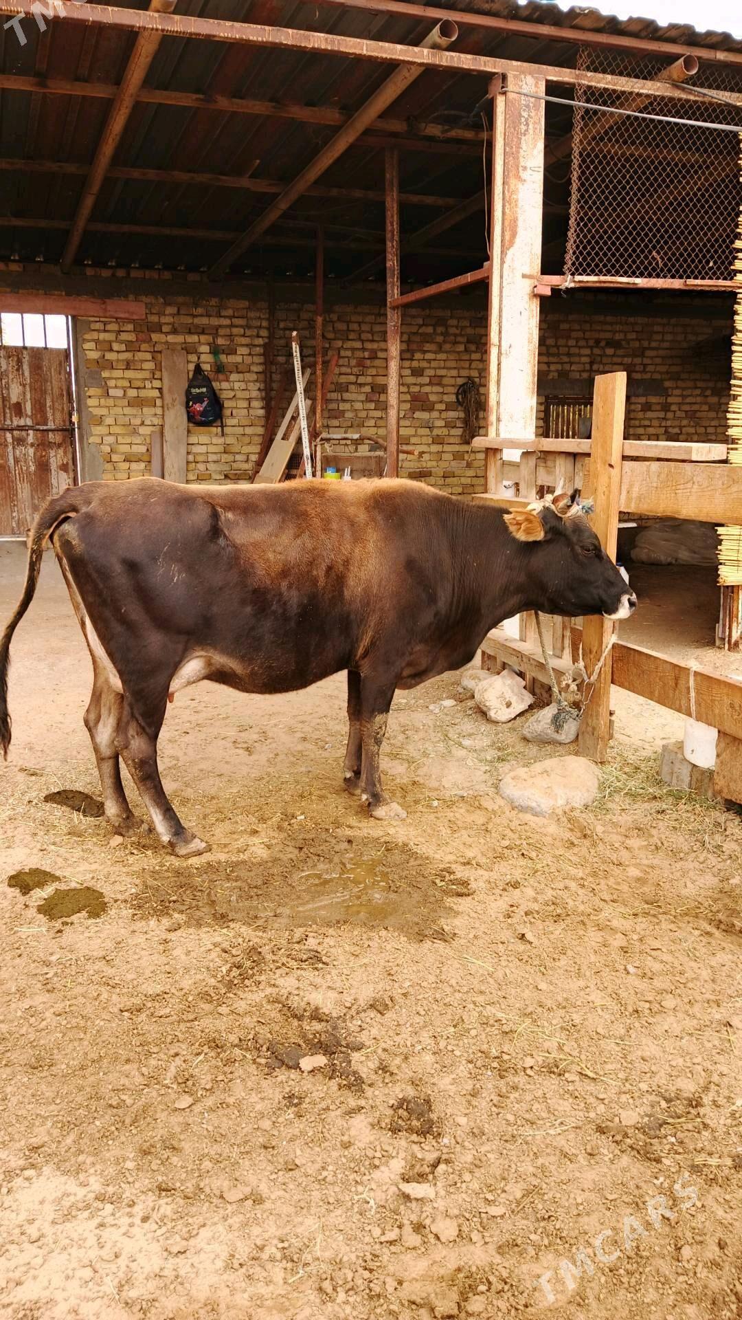 Göleli sygyr - Gökdepe - img 4