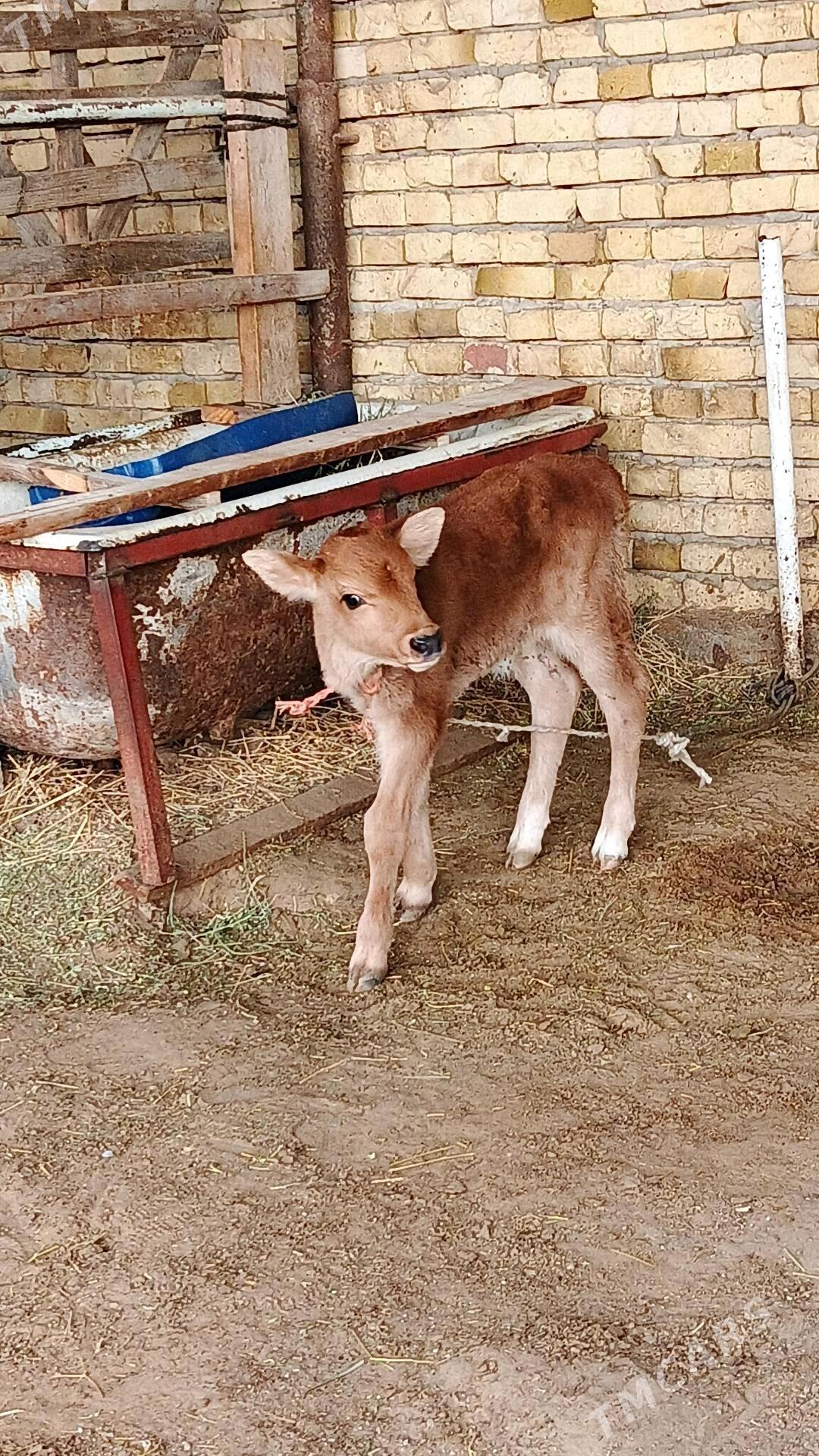 Göleli sygyr - Gökdepe - img 6